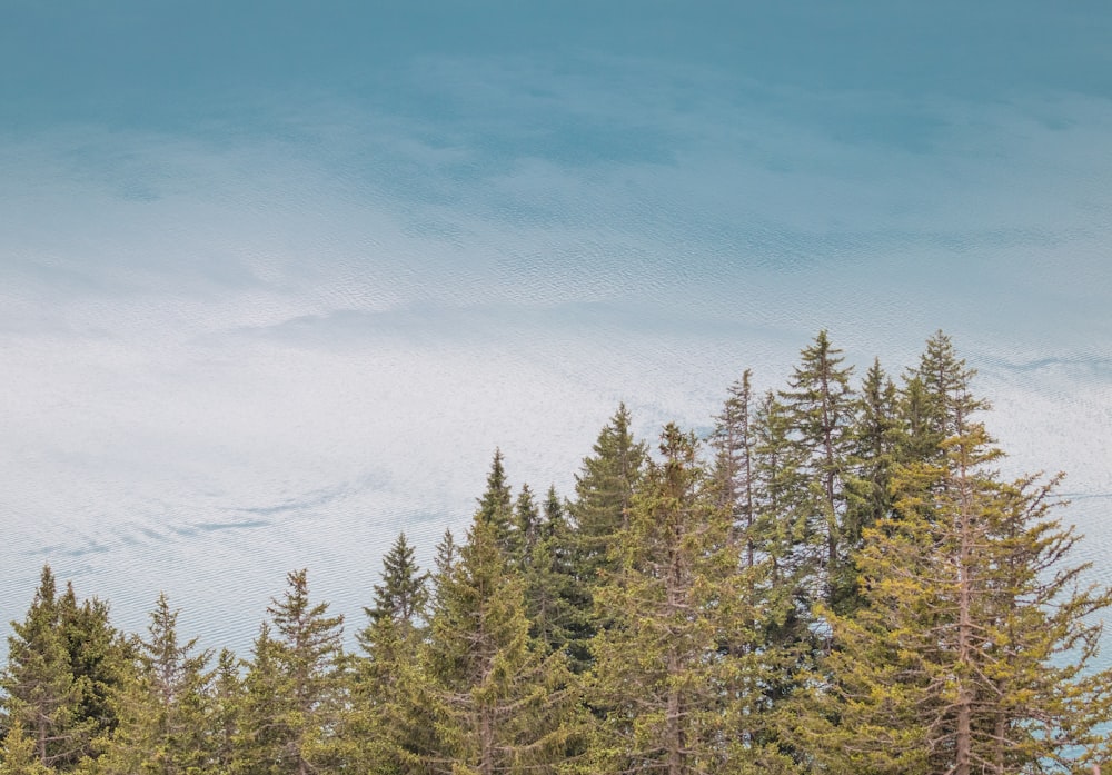 árvores verdes sob o céu azul