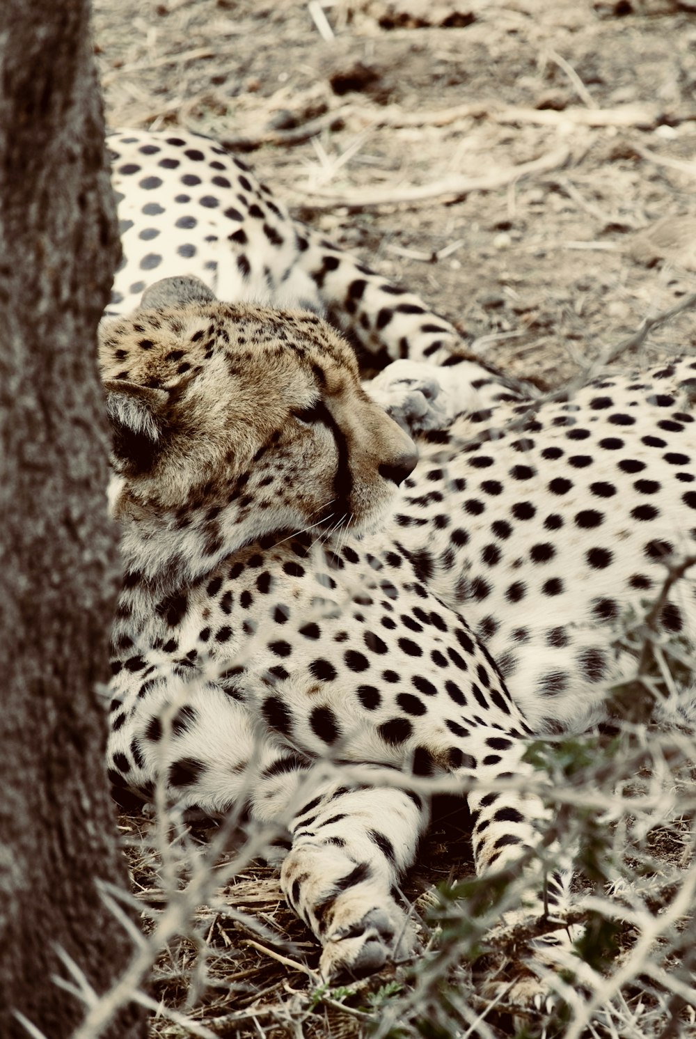 brown cheetah