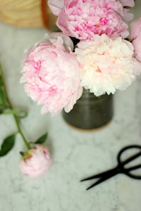 Cream Peony Trio