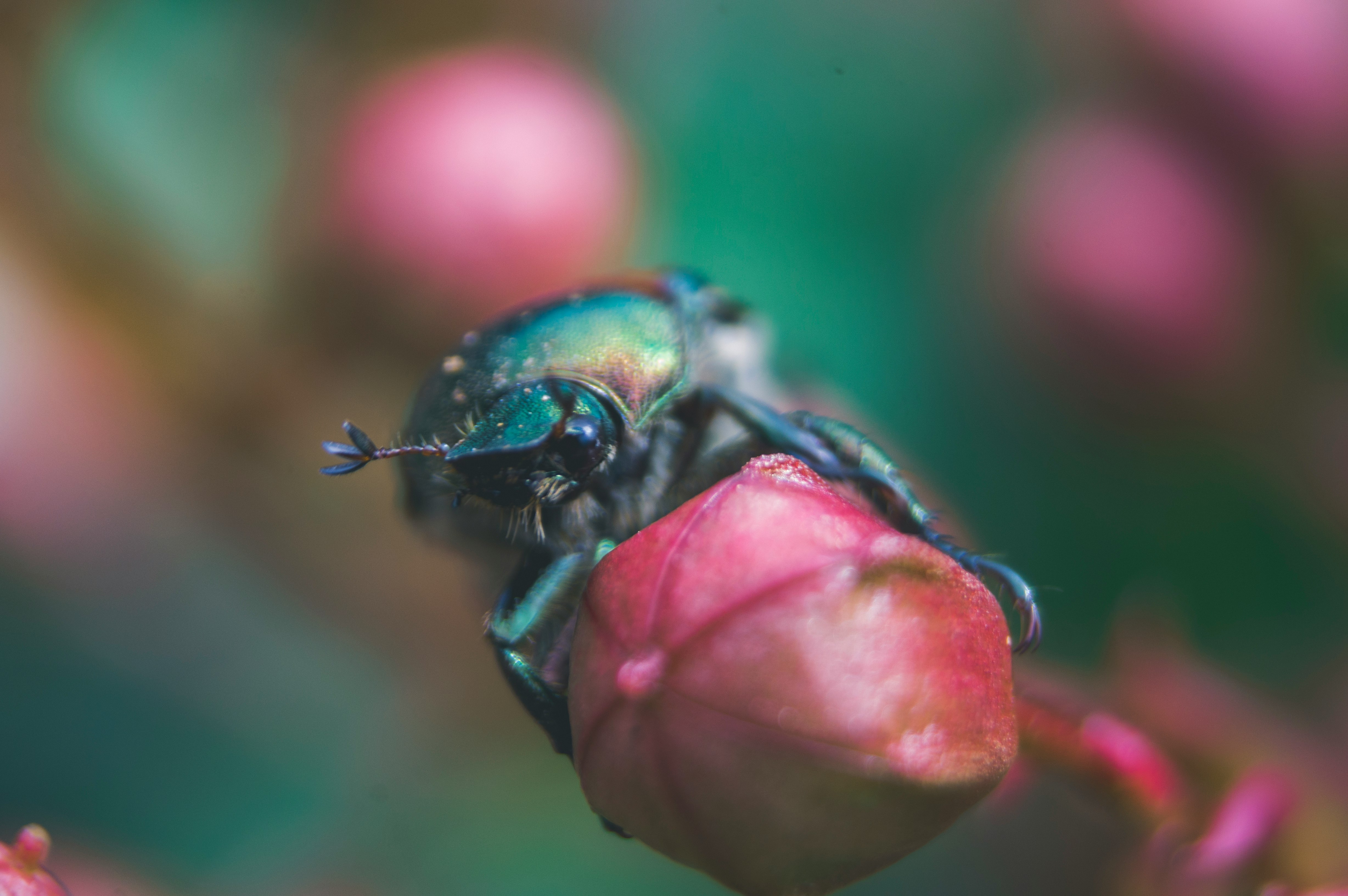 green beetle on red flower