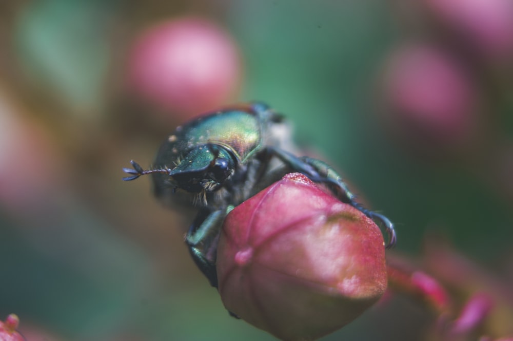 green beetle on red flower