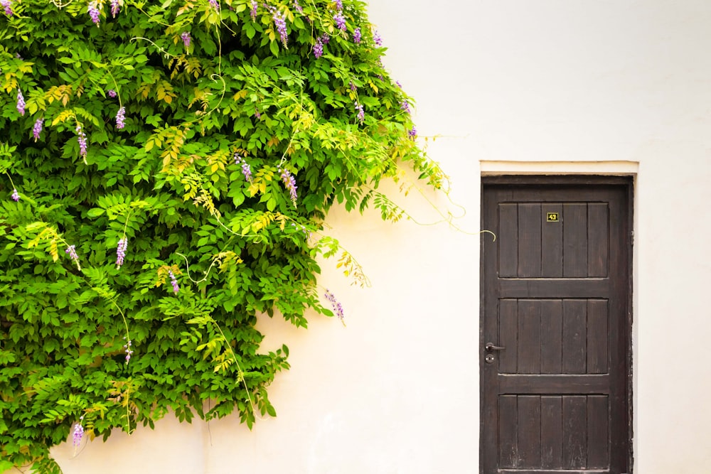 closed black wooden door