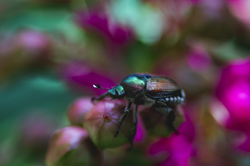 fotografia a fuoco superficiale di insetto nero e verde su fiore rosa