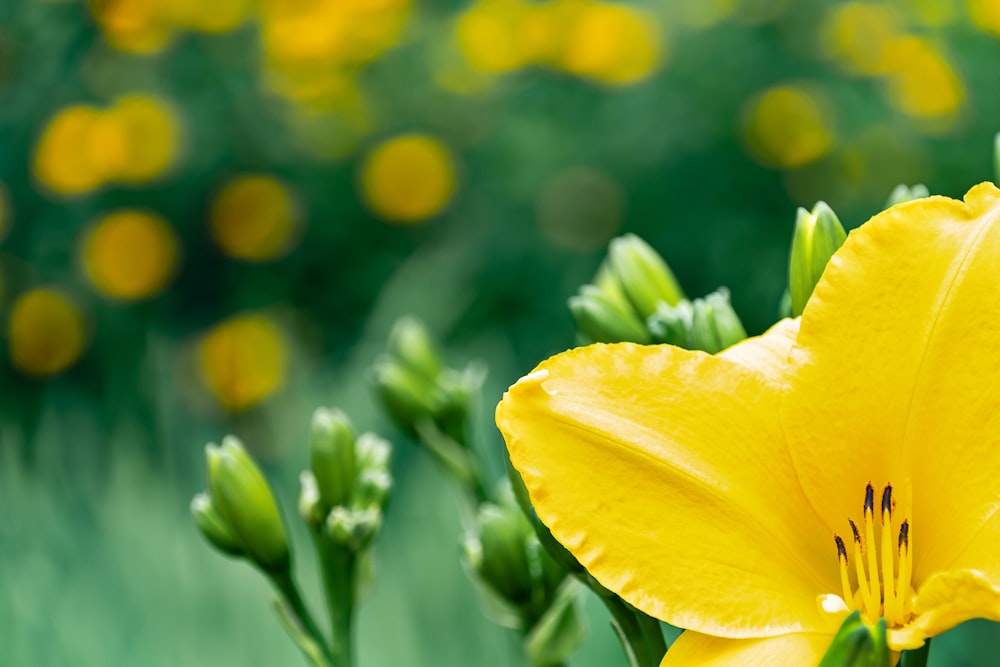 Foto de primer plano de flor de pétalos amarillos