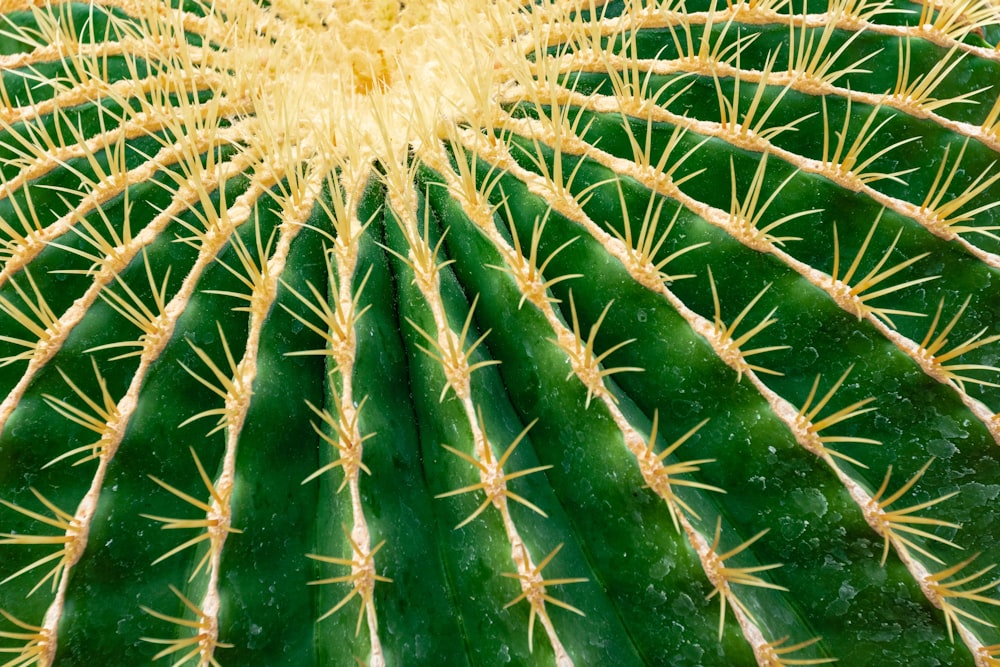 grüner und gelber Kaktus
