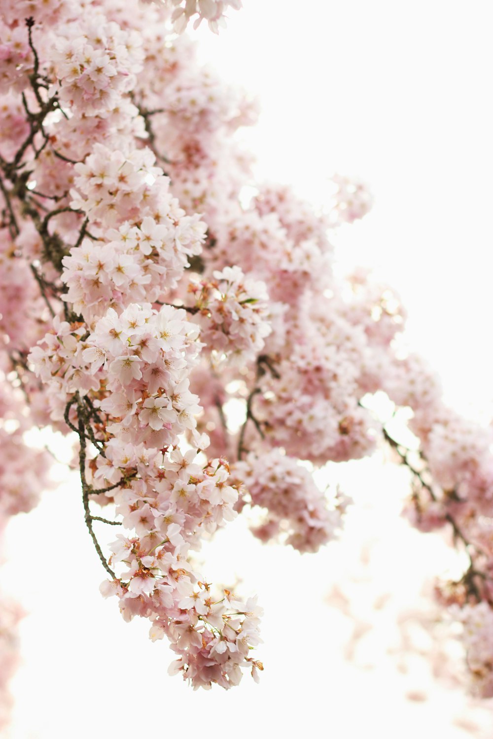 Fotografia de foco raso de flores cor-de-rosa