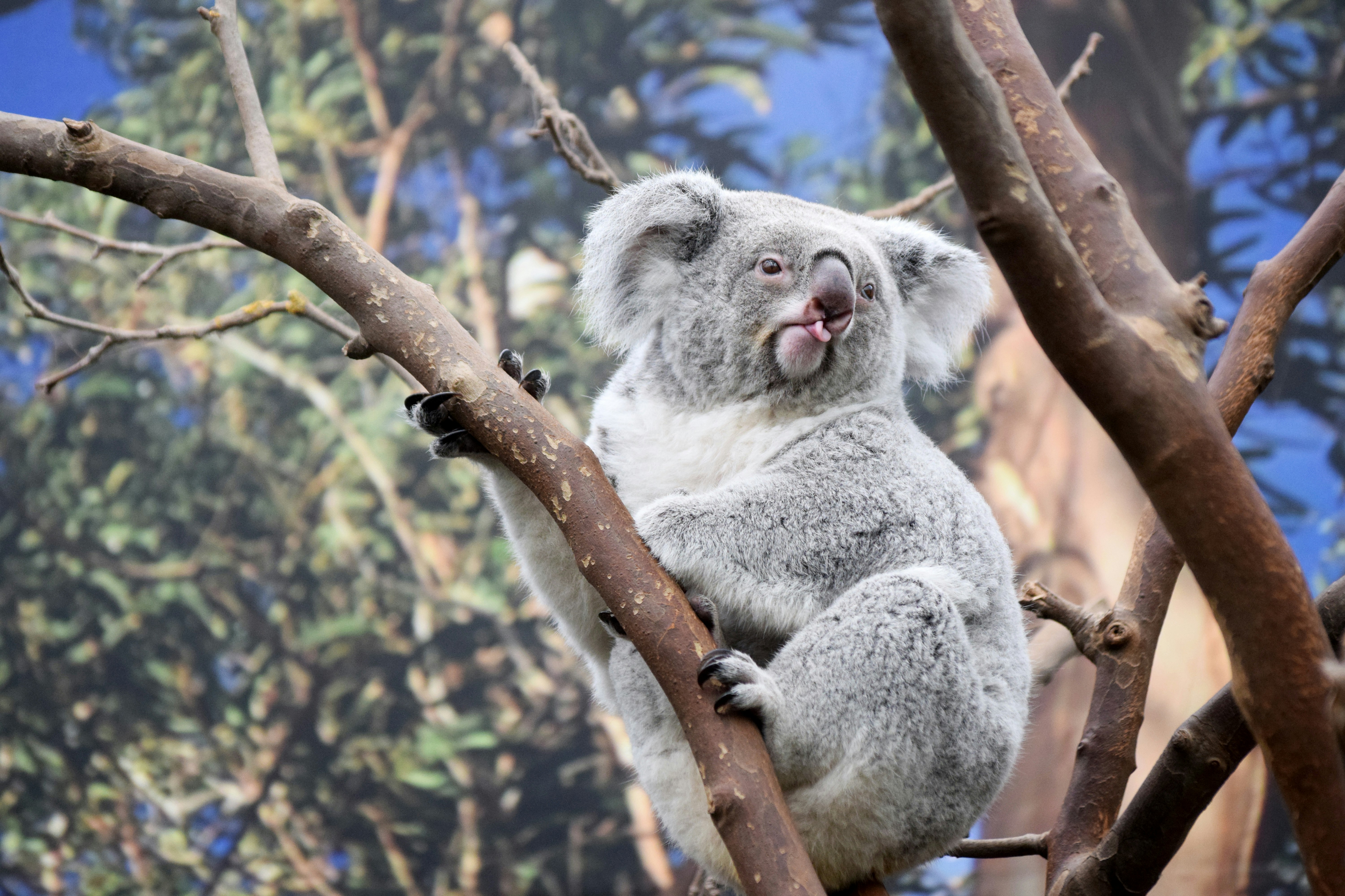 Koala In Captivity Pictures Download Free Images On Unsplash