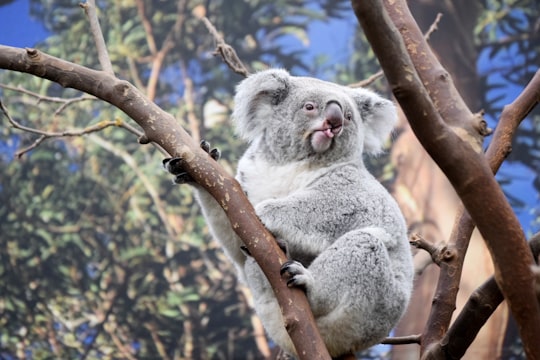 shallow focus photography of koala on tree in ZOO Planckendael Belgium