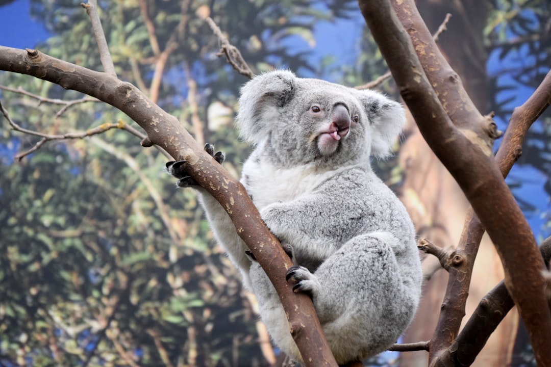 Wildlife photo spot ZOO Planckendael Andenne