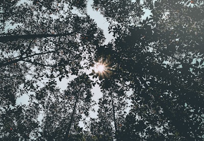 Sunlight filtering through leaves with faint star patterns overlay.