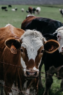 brown and white cow
