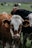 brown and white cow