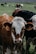 brown and white cow