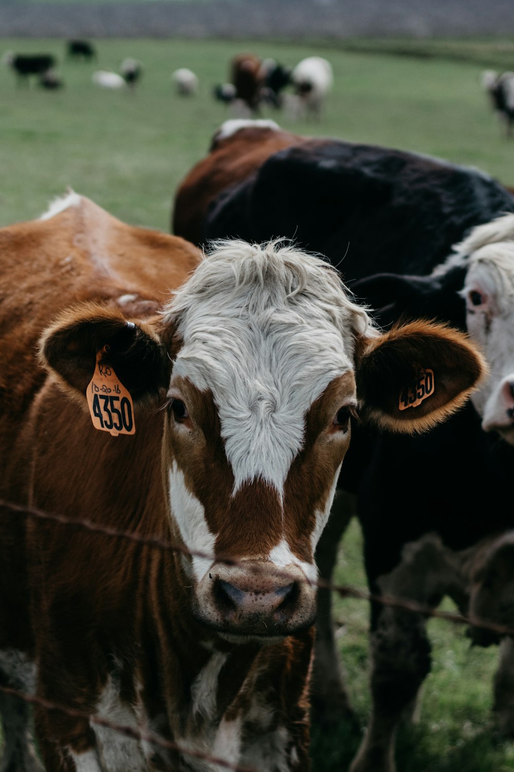 brown and white cow