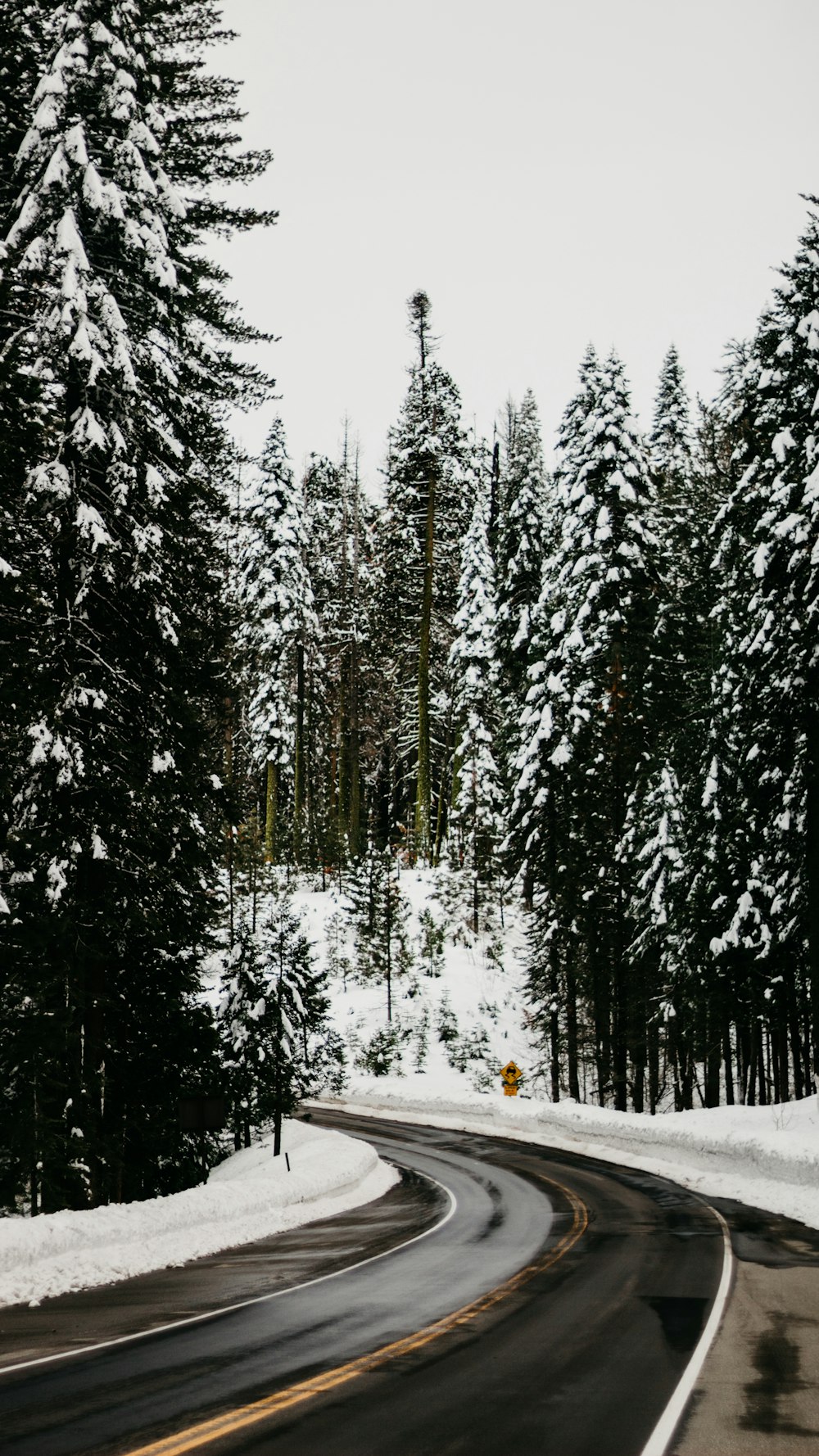 pini coperti di neve