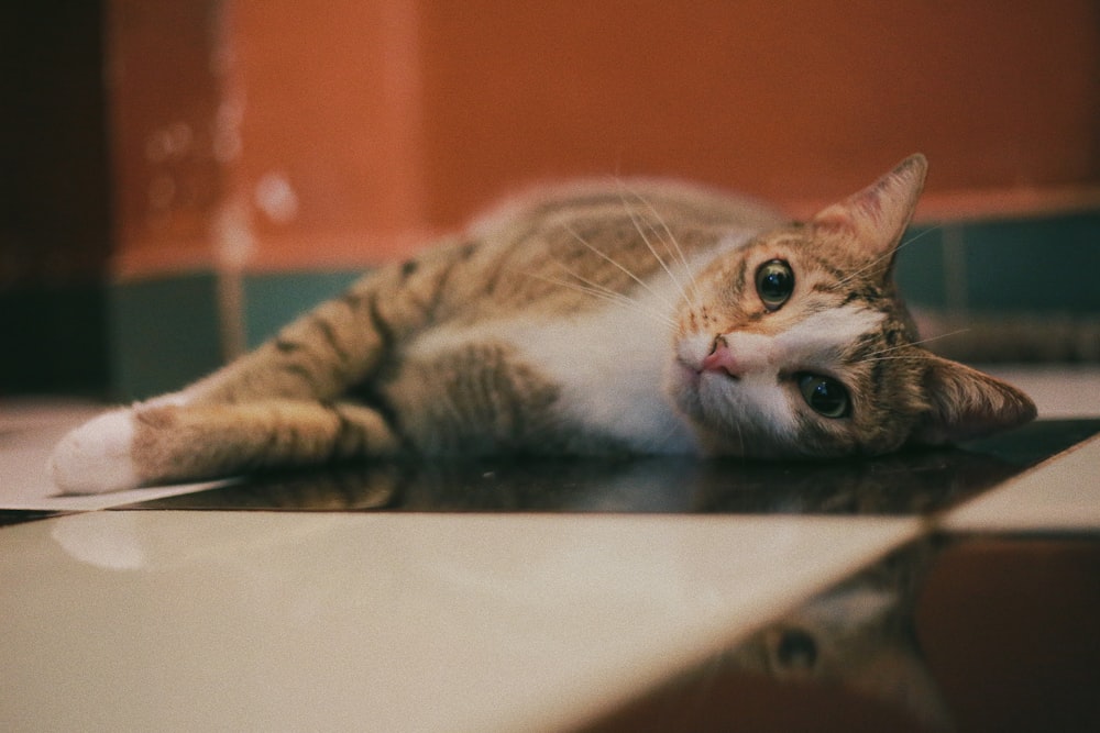 orange tabby cat lying on white and black checkered floor