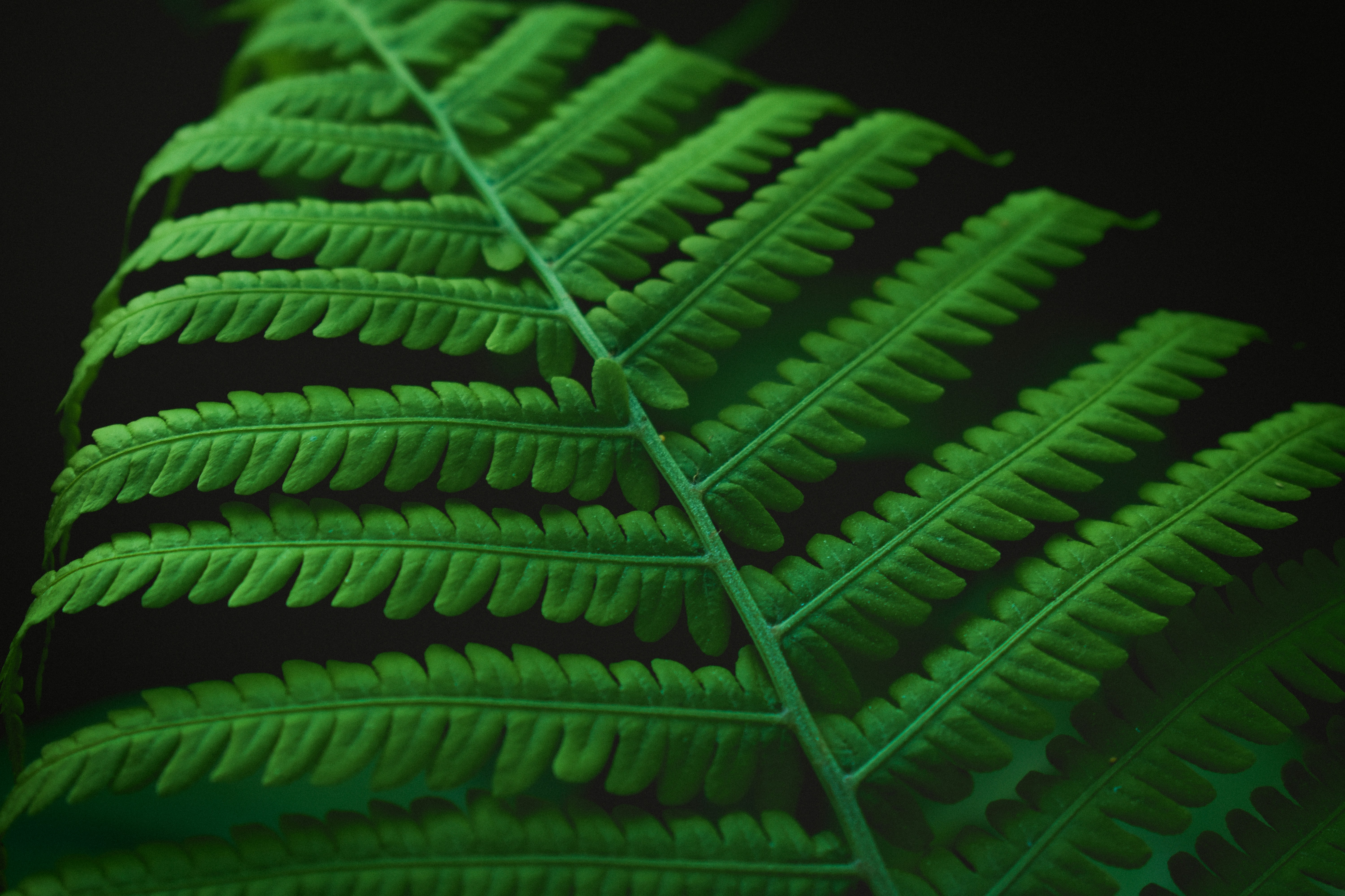 planta de folhas verdes