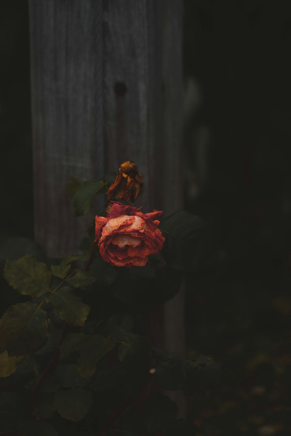 Fotografia a fuoco superficiale di rose rosse