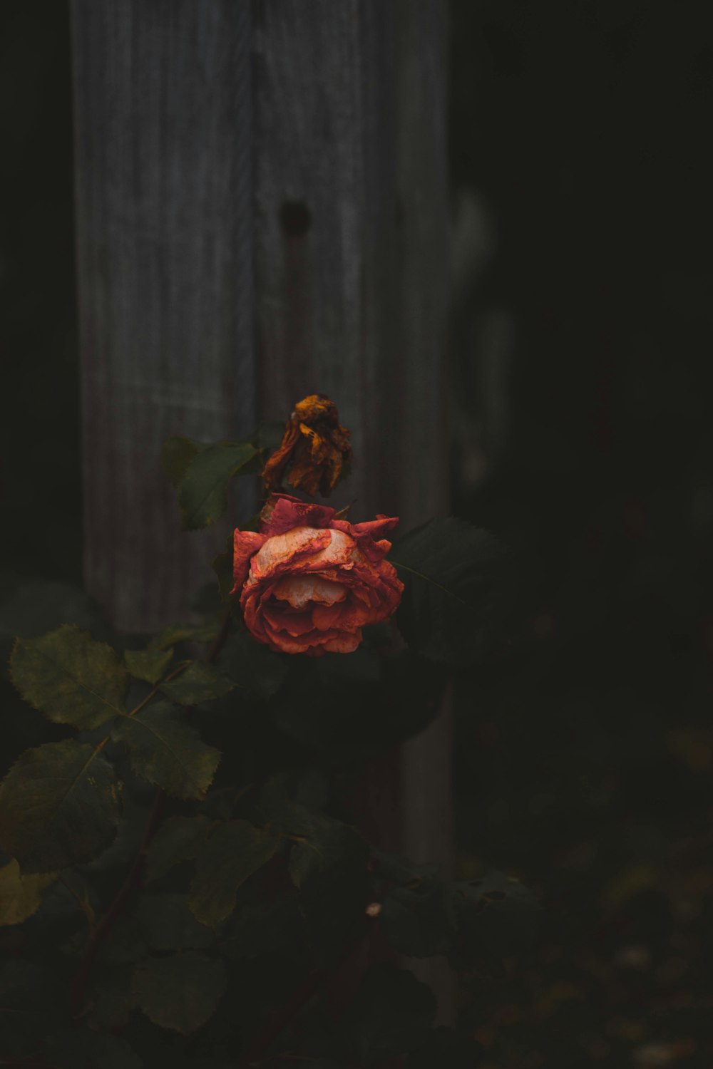 red rose shallow focus photography