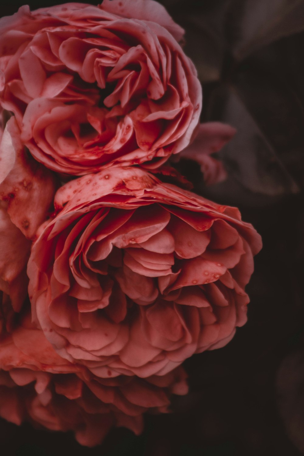 closeup photo of red petaled flowers