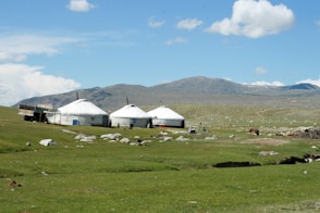 three white shed