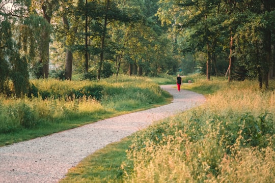 person in red jacket walking on pathway between green grass and trees during daytime in Zaandam Netherlands