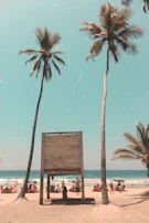 Families enjoying a sunny day at Palmilla beach with palm trees swaying in the breeze.