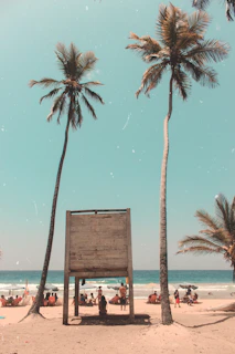 Families enjoying a sunny day at Palmilla beach with palm trees swaying in the breeze.