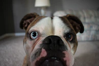 A stylishly groomed bulldog posing proudly on a white background.