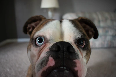 Close-up of a lilac French Bulldog puppy’s curious face with bright eyes in a cozy home setting.