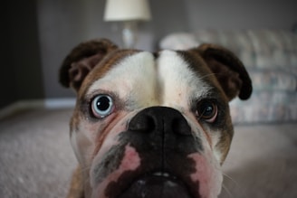 Close-up of a bulldog’s adorable wrinkled face with a playful glint in its eyes.