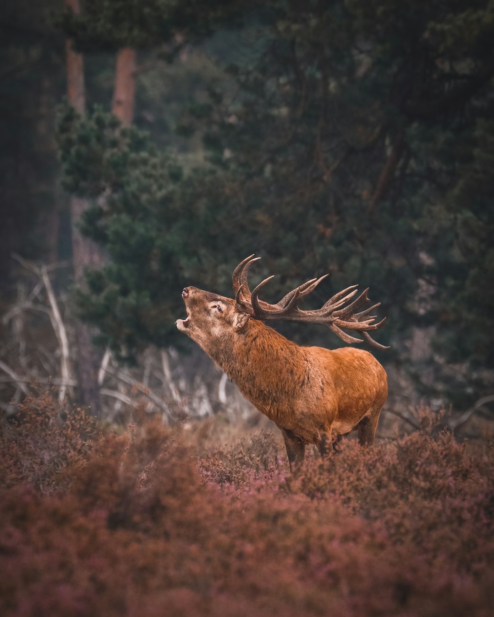 Fotografía de vida silvestre de ciervo marrón en el suelo