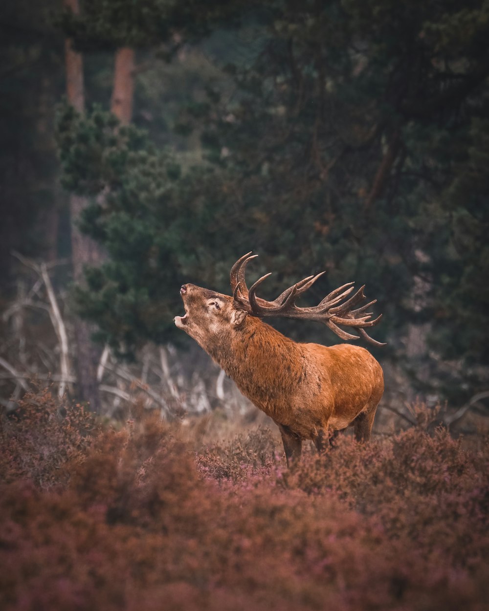 fotografia naturalistica di cervo marrone a terra