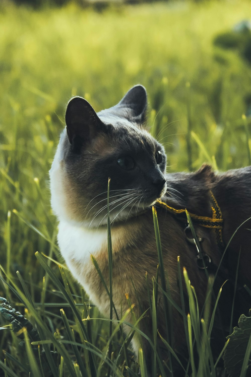 Photographie sélective de la mise au point d’un chat brun et blanc à fourrure courte debout sur un champ d’herbe verte