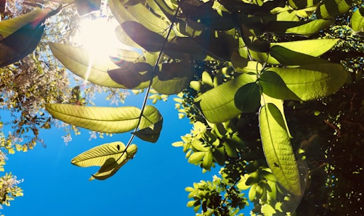 Sunlight filtering through leaves over a thriving natural farm with diverse crops.