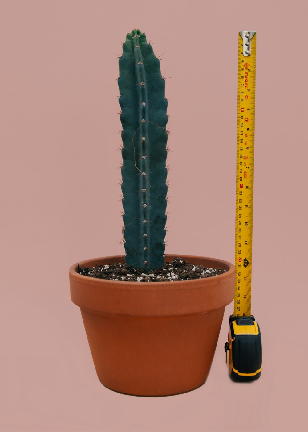 1'3''의 선인장 식물