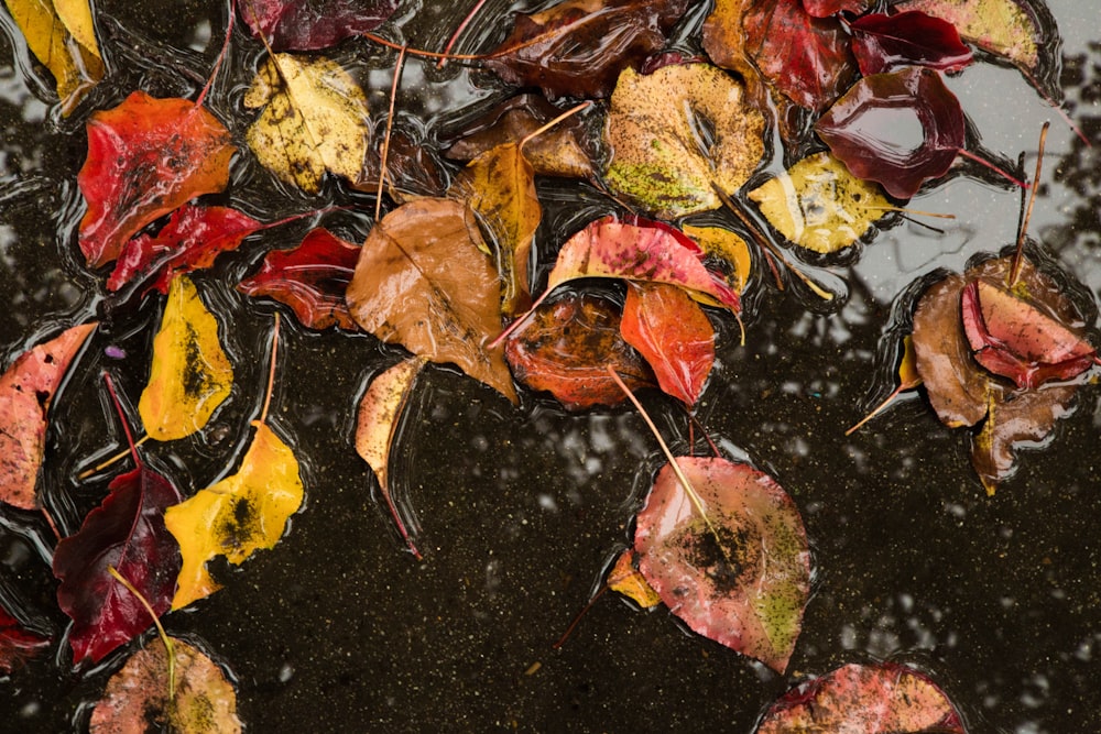 Blatt auf Gewässer