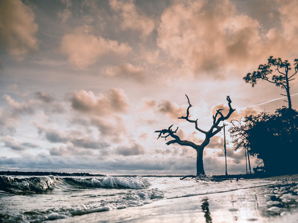 photo of trees beside body of water