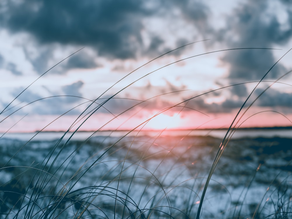 shallow focus photography of silhouette of grass