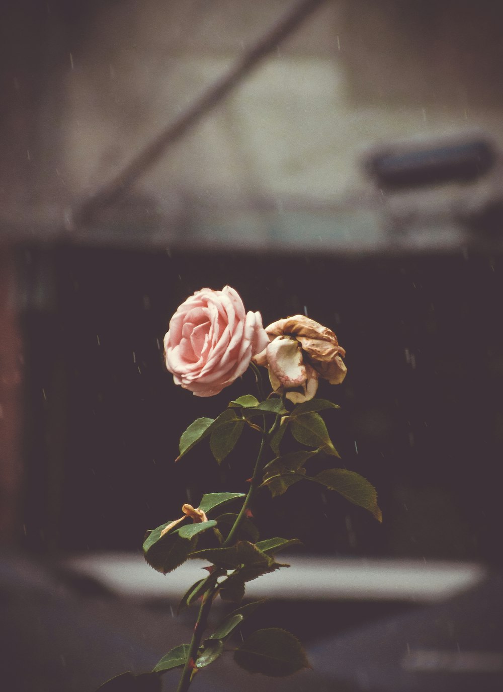 macro photography of pink rose