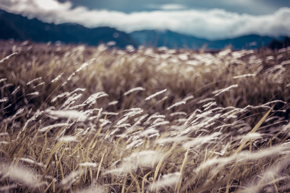 brown grass field