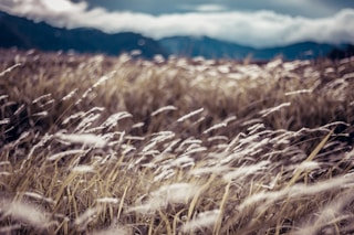 brown grass field