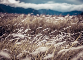 brown grass field