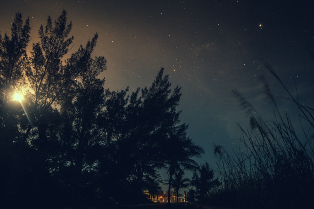 silhouette of trees under starry sky