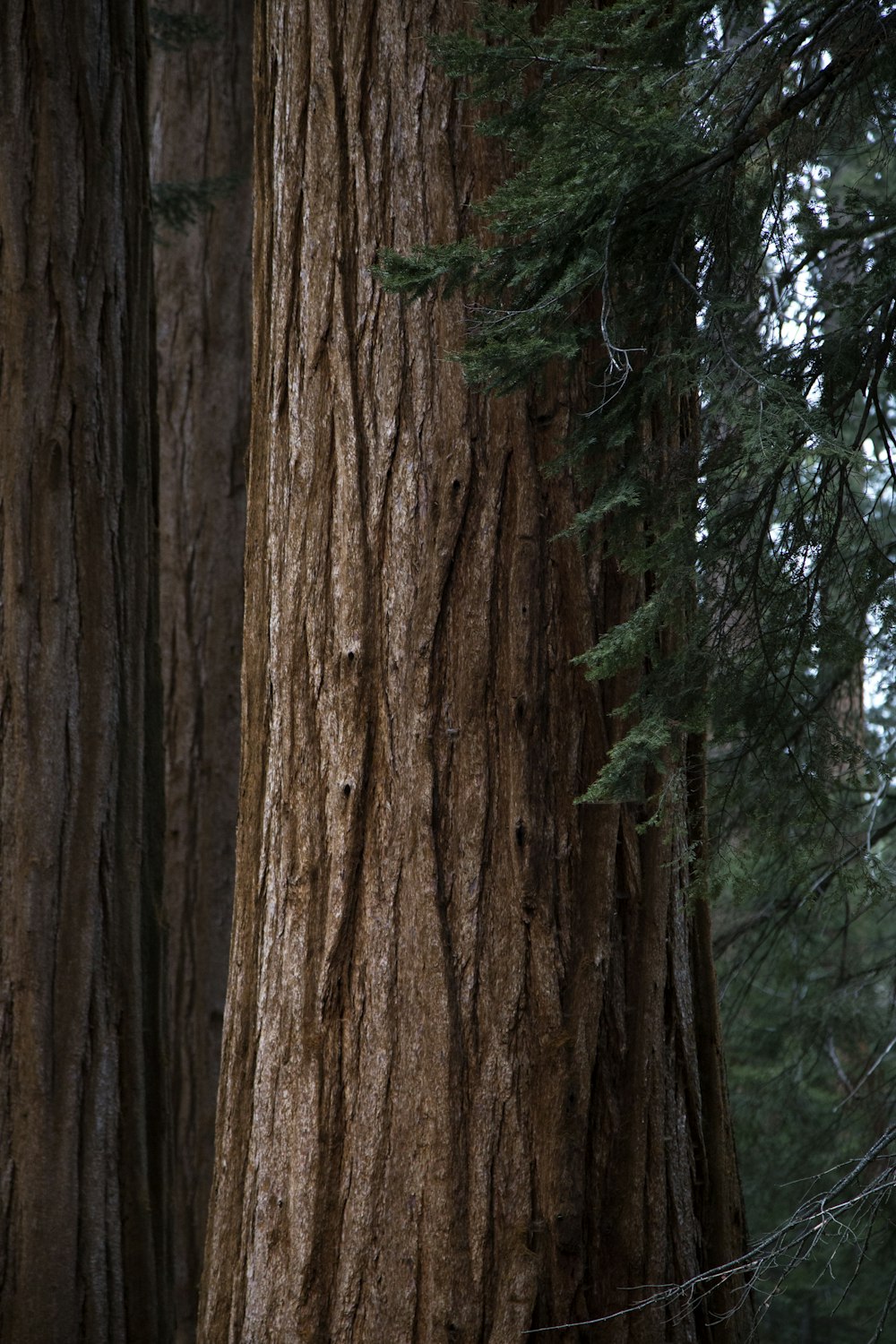 grünes Blatt, das den Ast des Baumes bedeckt