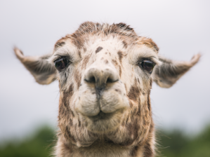 closeup photo of white and brown goat