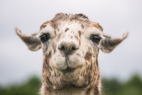 closeup photo of white and brown goat