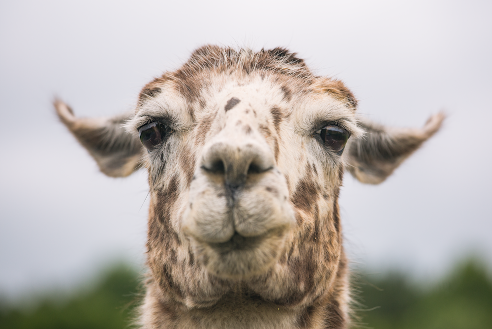 closeup photo of white and brown goat