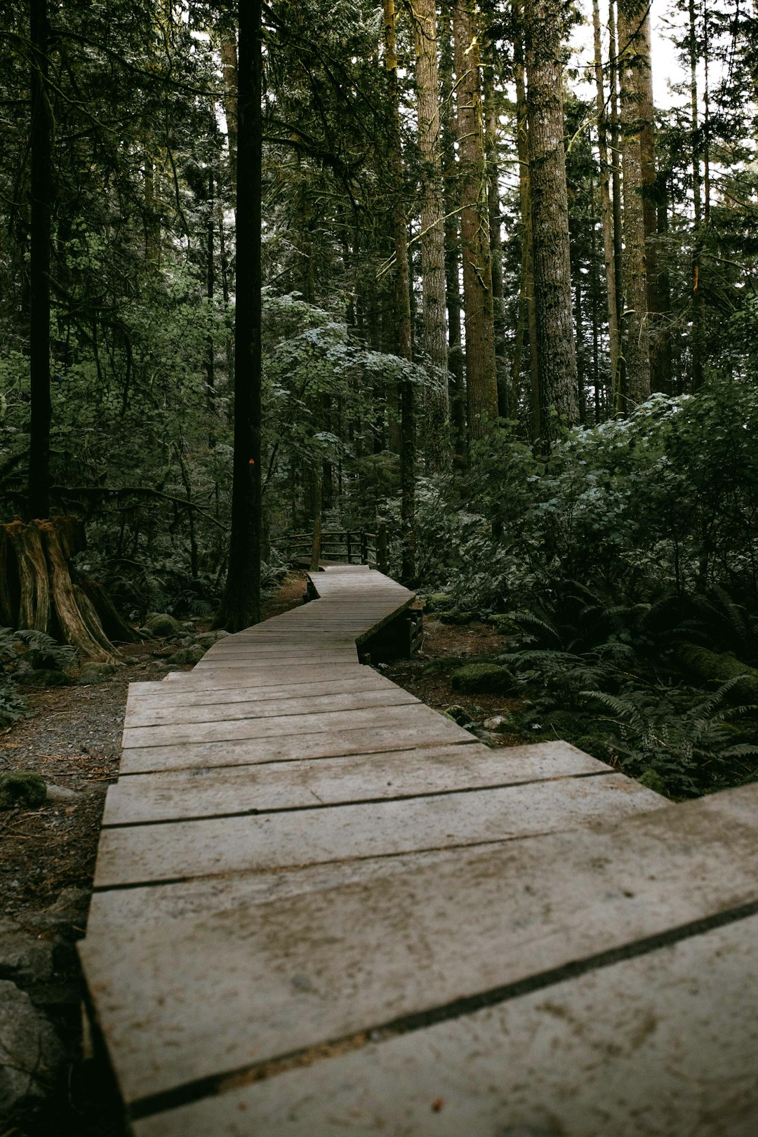 Forest photo spot British Columbia British Columbia