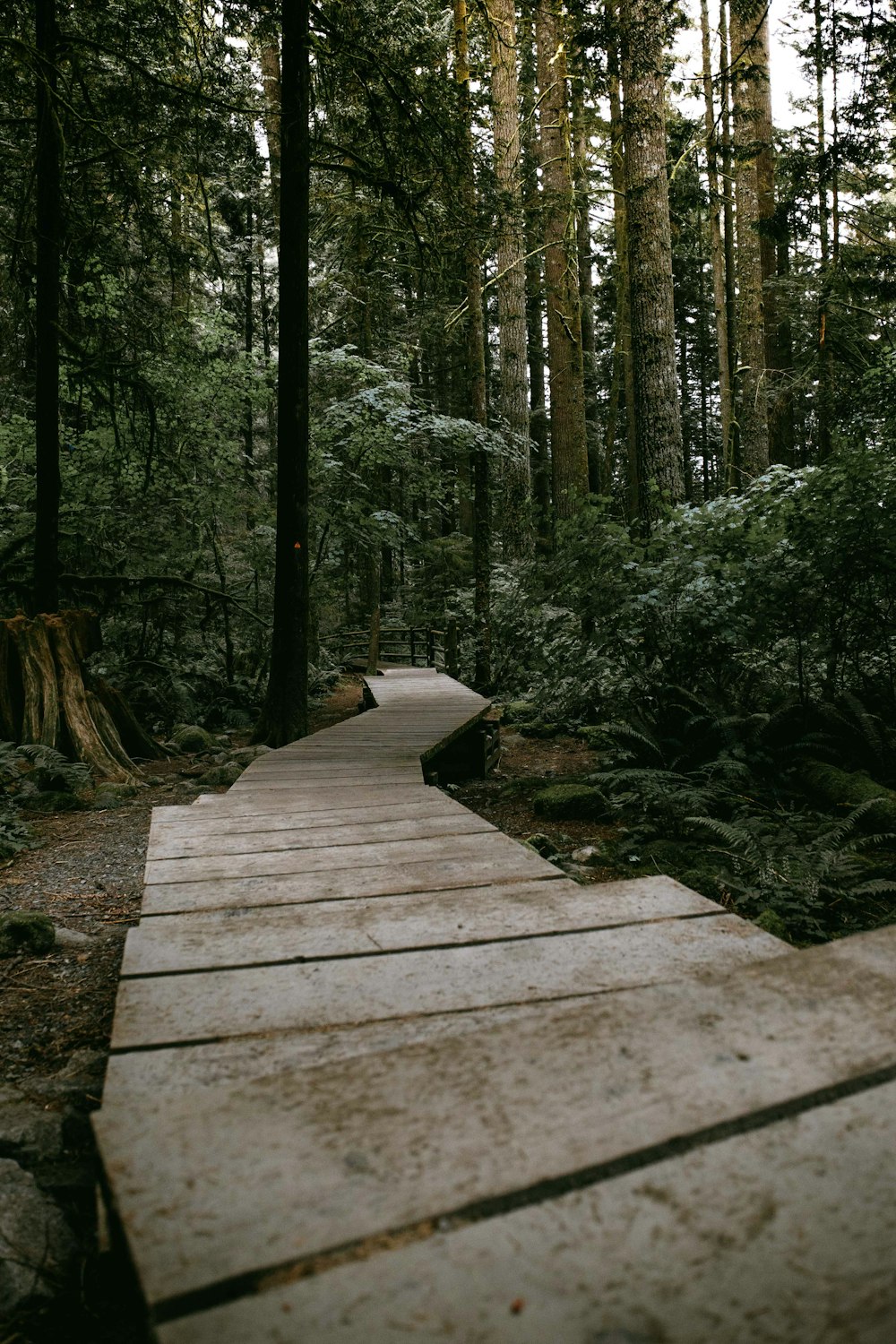 green trees surrounded by gray concrete pathway